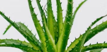 aloes