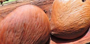 nasiona pracaxi
